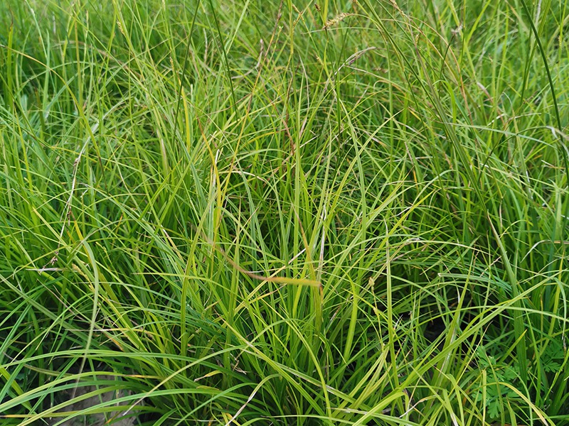 青绿苔草